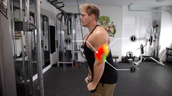 Rope triceps pushdown - Bài tập giảm mỡ tăng cơ cho tay sau