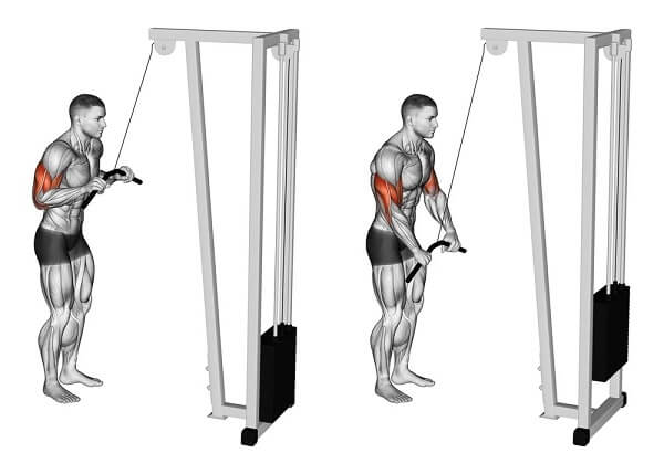 cach-tap-rope-triceps-pushdown